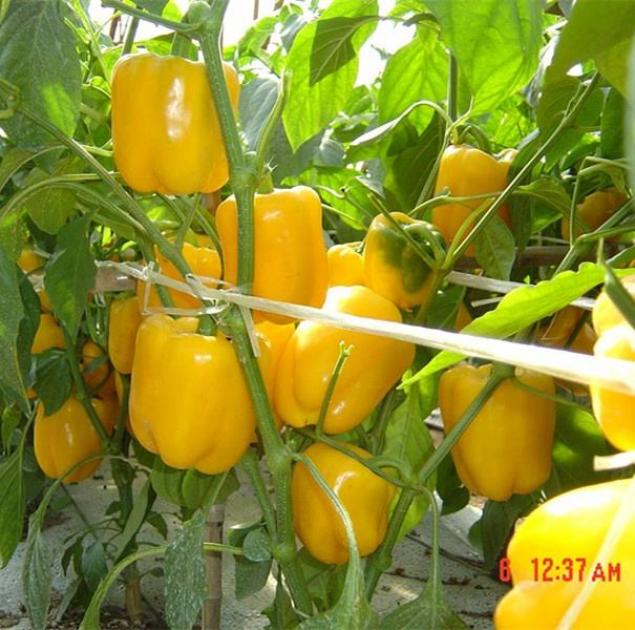 Перец Желтый колокол 2