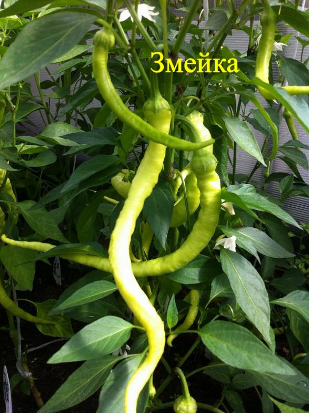 Перец Змейка 3