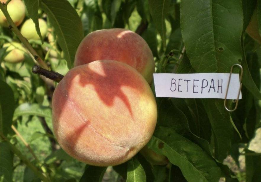 Персик Ветеран