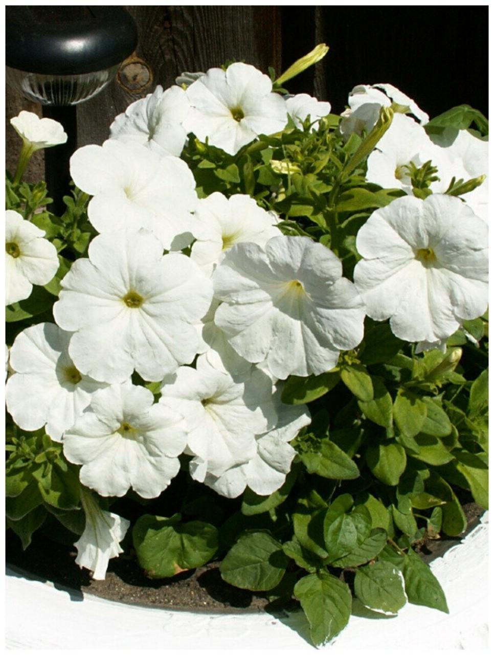 Петуния Аморе Мио Белая 5