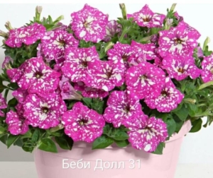 Петуния Беби Долл (Baby Doll)