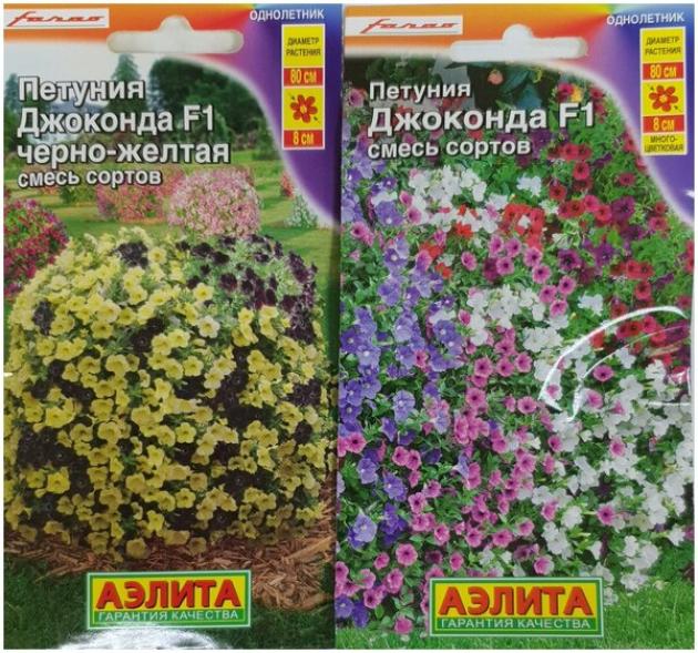 Петуния Джоконда черно-желтая 2