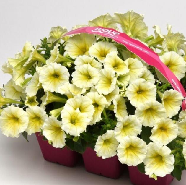 Петуния Изи Вейв Еллоу 4