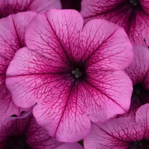 Петуния Изи Вейв Роуз Фьюжн 5
