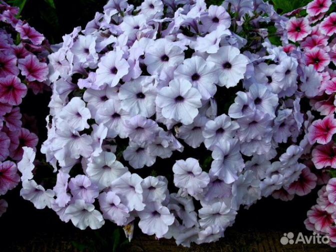 Петуния Изи Вейв Сильвер 3