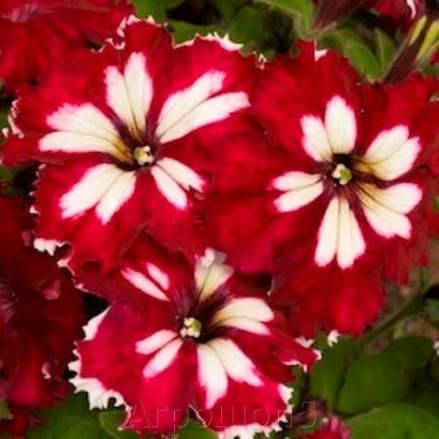 Петуния Кан Кан Вишневая 3