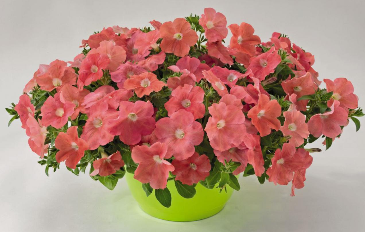 Петуния Капелла Корал 4