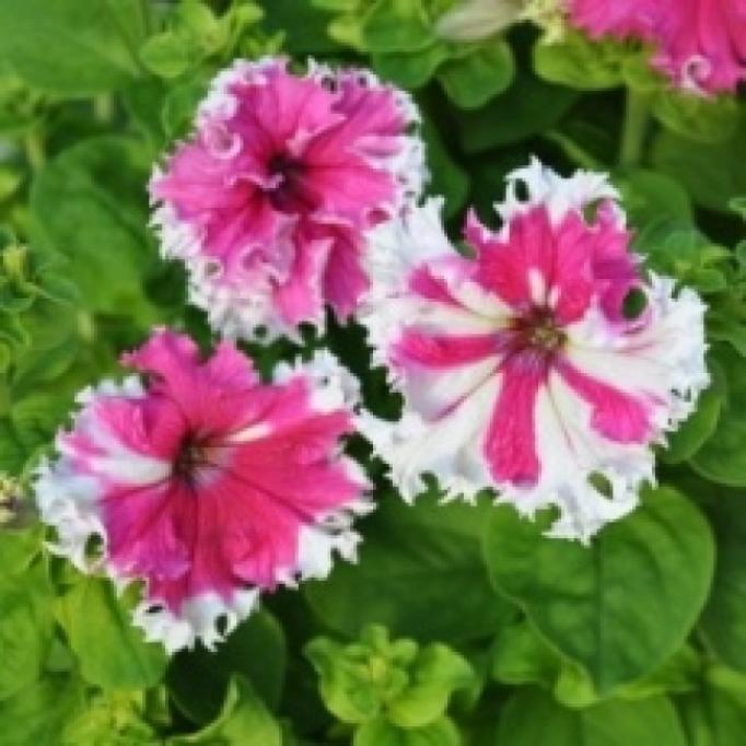 Петуния Каркулка 2