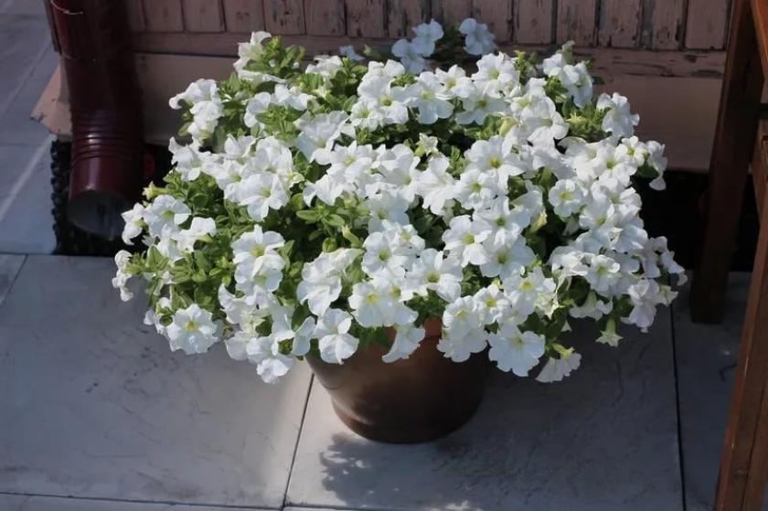 Петуния Каскадиас Айсберг 4