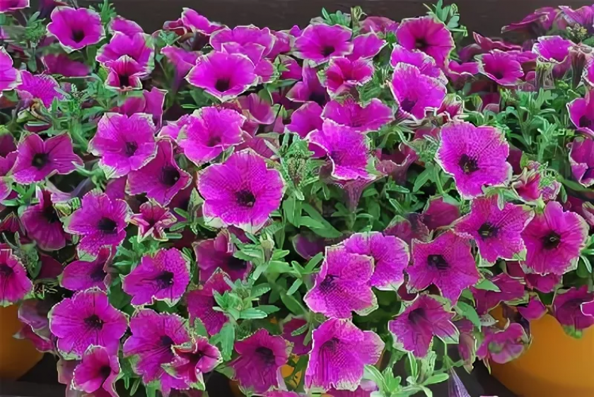 Петуния Каскадиас Питайя 2