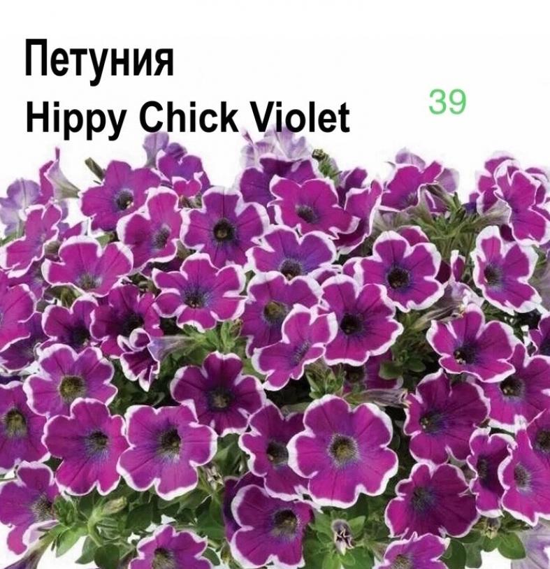 Петуния Хиппи Чик Виолет 2