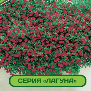 Петуния Лагуна Вивьен