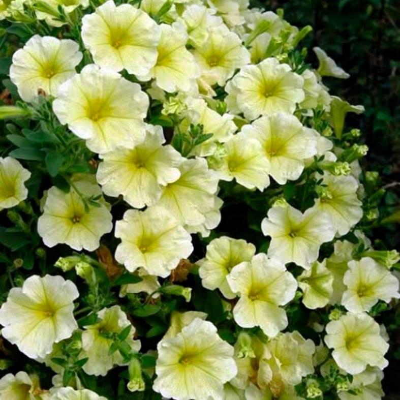 Петуния Лавина лимонная 3