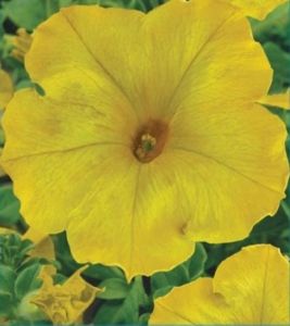 Петуния Лавина лимонная
