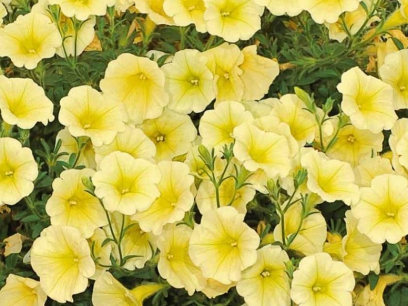 Петуния Лавина Желтый каприз 5