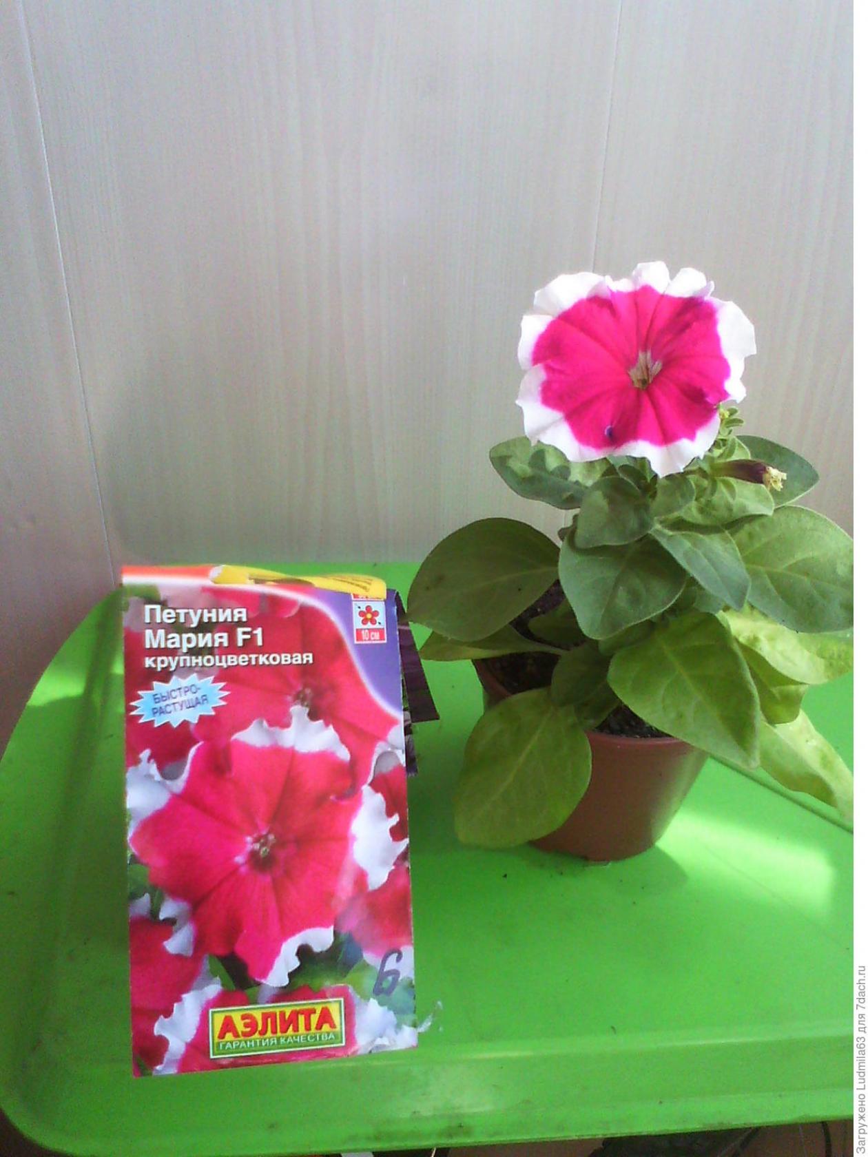 Петуния Мария Мирабелла 4
