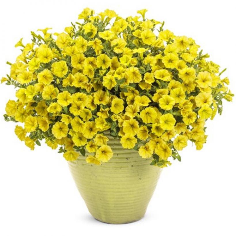 Петуния Мини Виста Еллоу 3