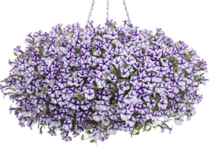 Петуния Мини Виста Виолет