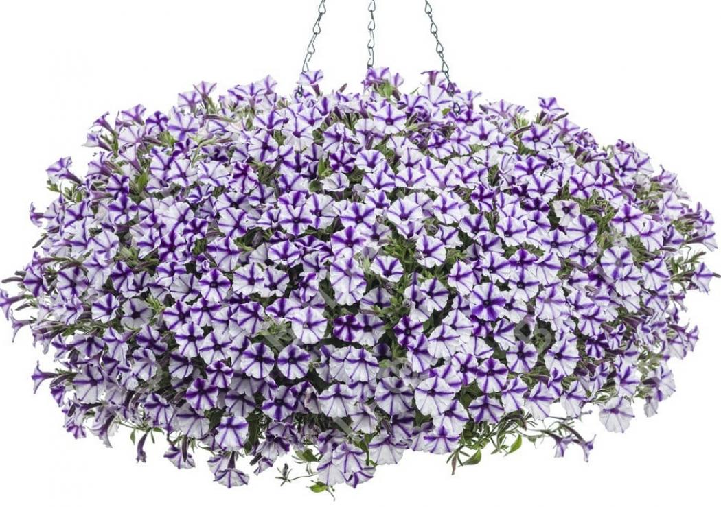 Петуния Мини Виста Виолет Стар 2