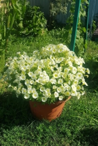 Петуния Минибелло Лайм