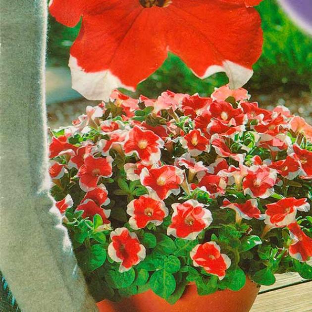 Петуния Мираж Ред Пикоти 2