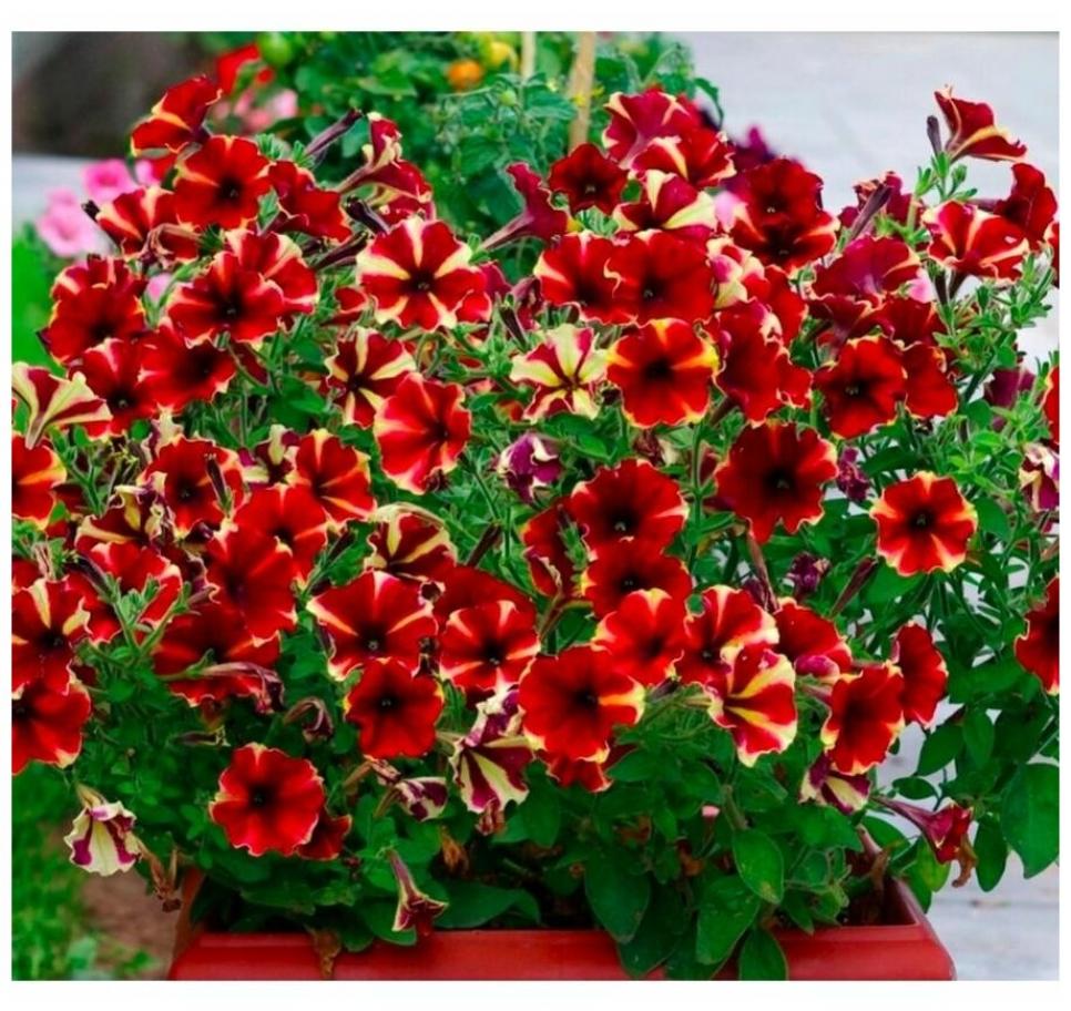 Петуния Мон Амур Камелионе 2