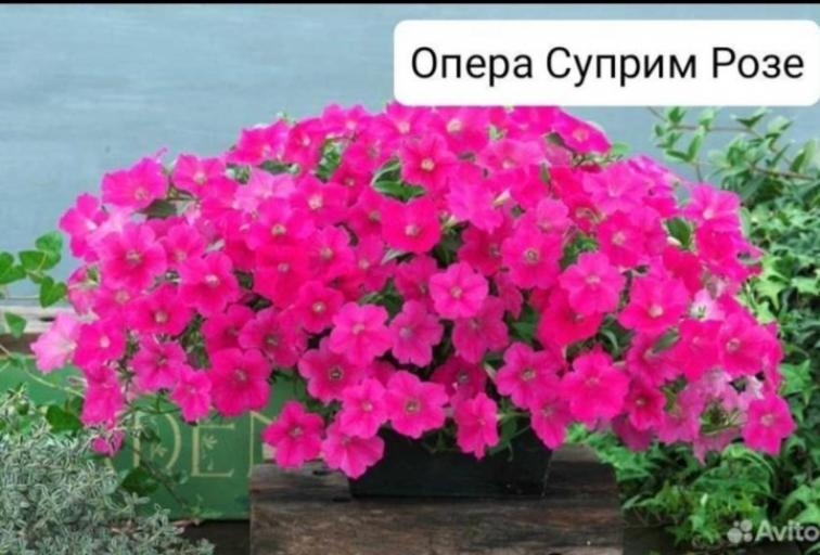 Петуния Опера Суприм Роз 2