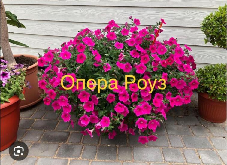 Петуния Опера Суприм Роз 3