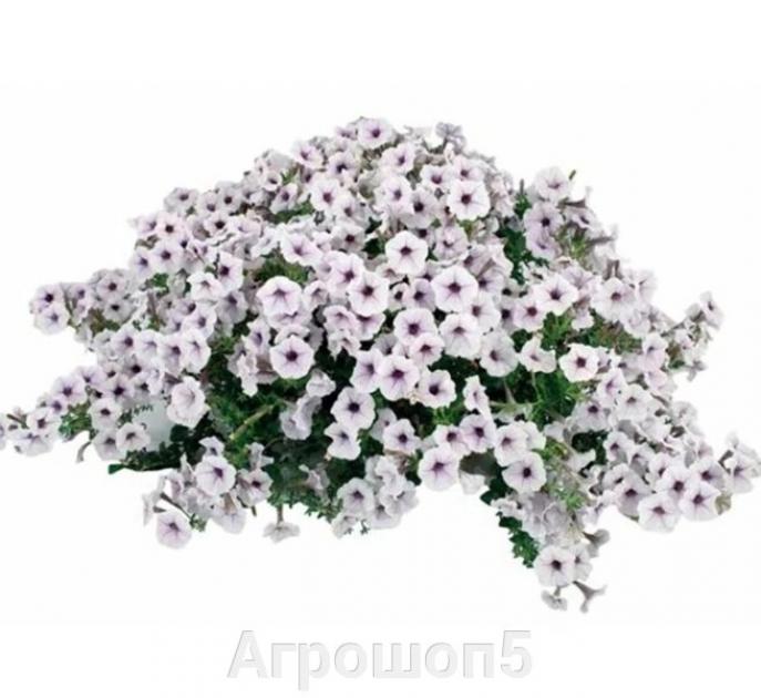 Петуния Пендолино Дак Айс 3