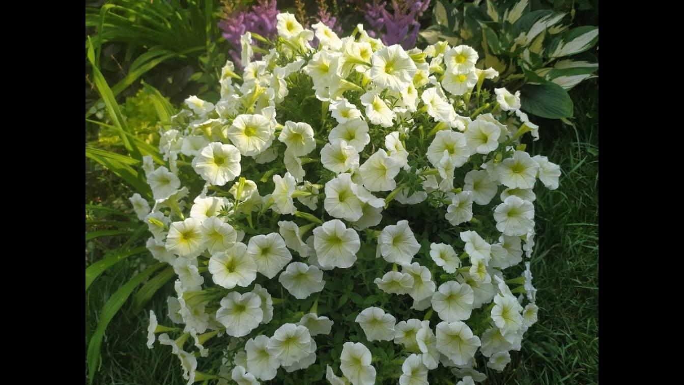 Петуния Пендолино Пале Дарк Вейн 3