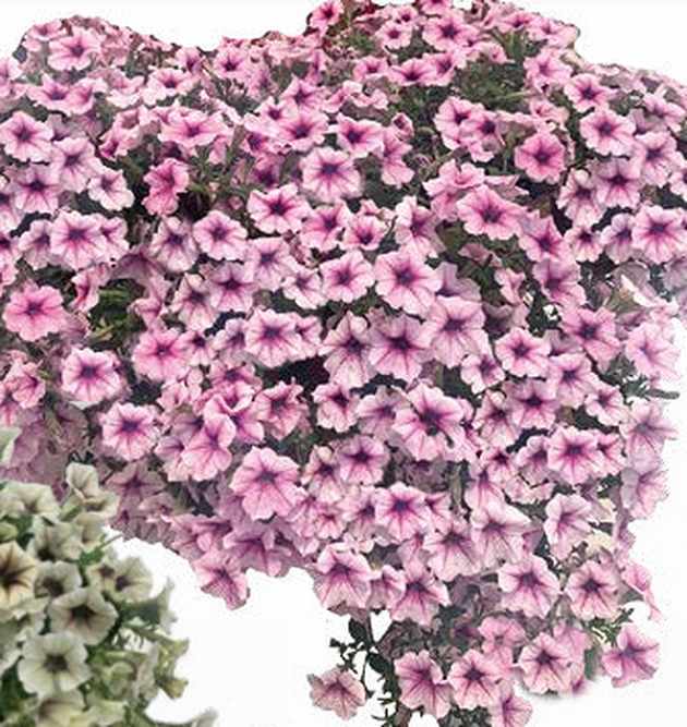 Петуния Пендолино Роуз Айс