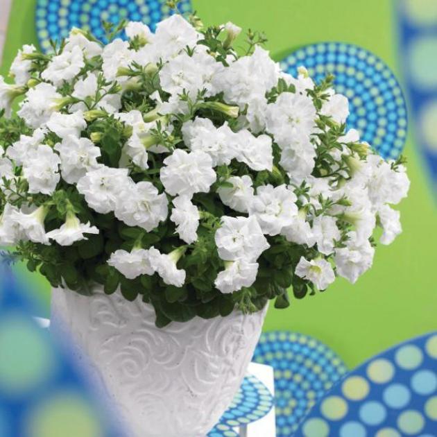 Петуния Платье Невесты 4