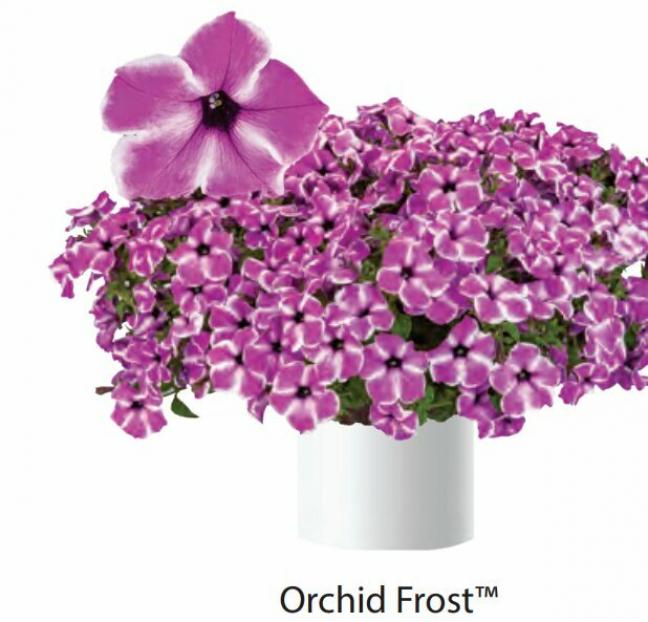 Петуния Ред Карпет Орхид Фрост (Red Carpet Orchid Frost) 4