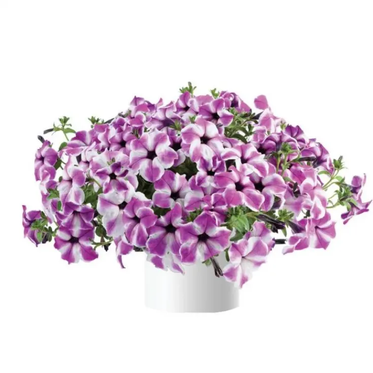 Петуния Ред Карпет Орхид Фрост (Red Carpet Orchid Frost)