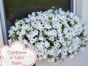 Петуния Сурфиния Табл Вайт