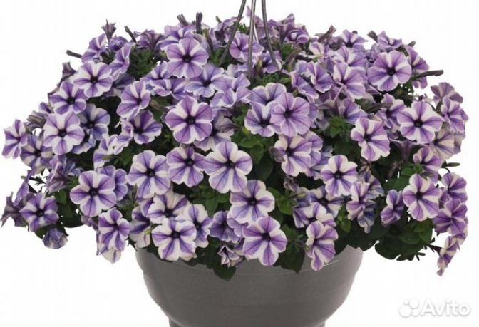 Петуния Свитуния Старфиш (Sweetunia Starfish) 2