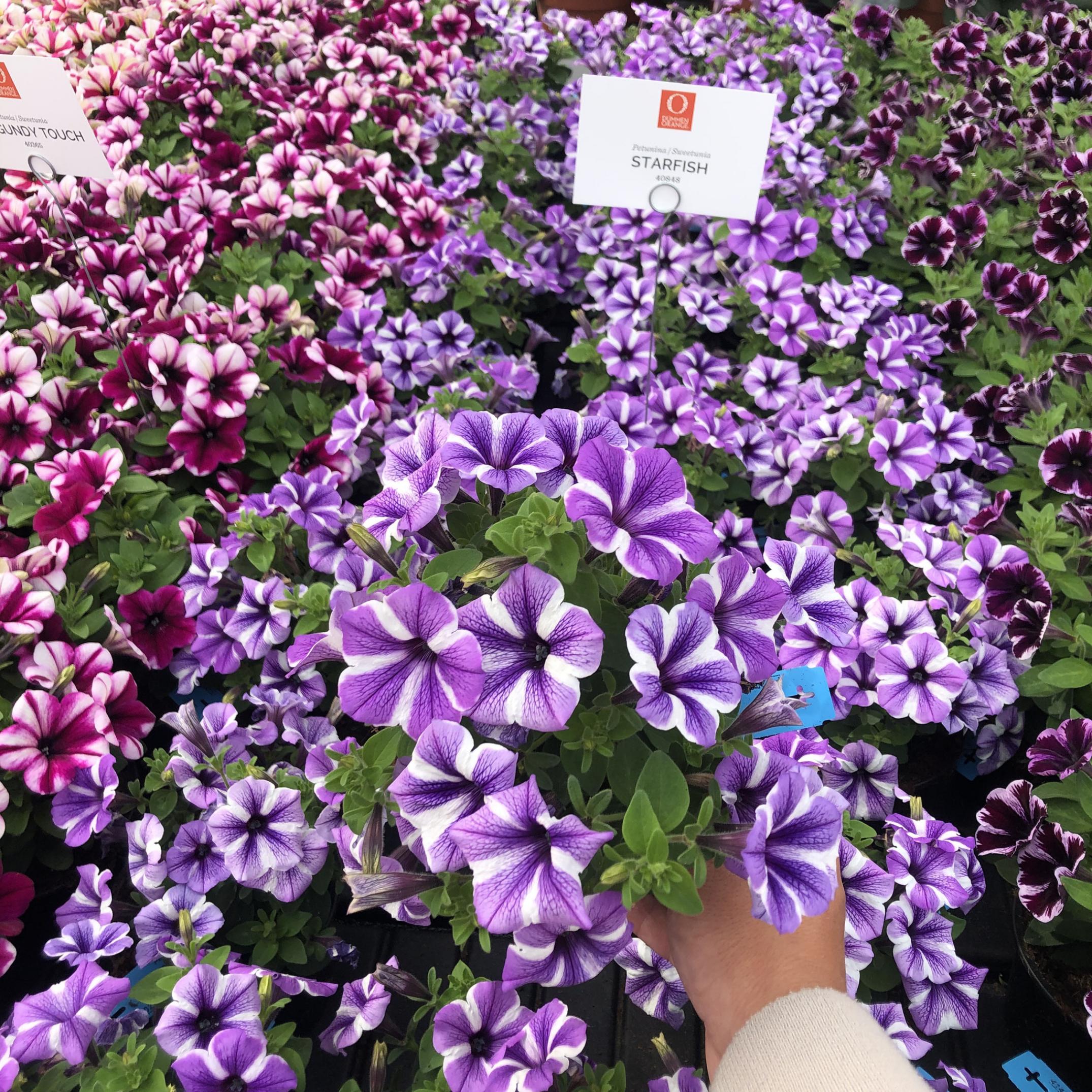 Петуния Свитуния Старфиш (Sweetunia Starfish) 4