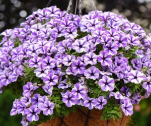 Петуния Свитуния Старфиш (Sweetunia Starfish)