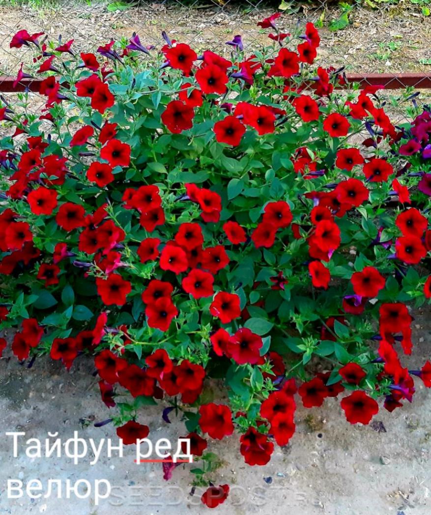 Петуния Тайфун Ред Велюр 3