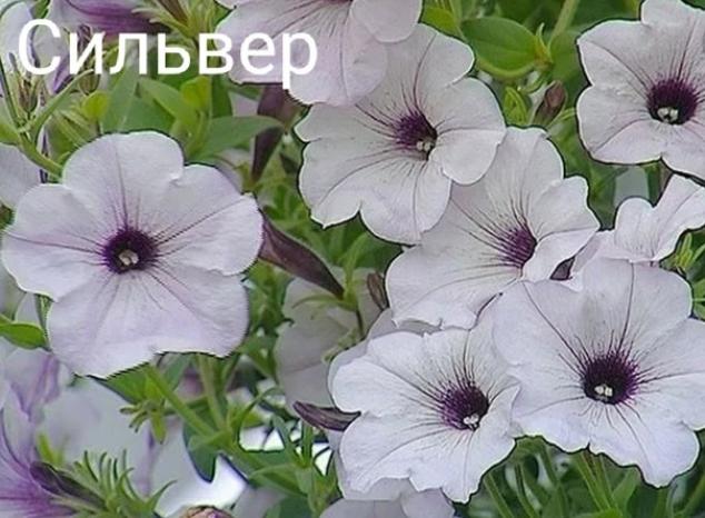 Петуния Тайфун Сильвер 4