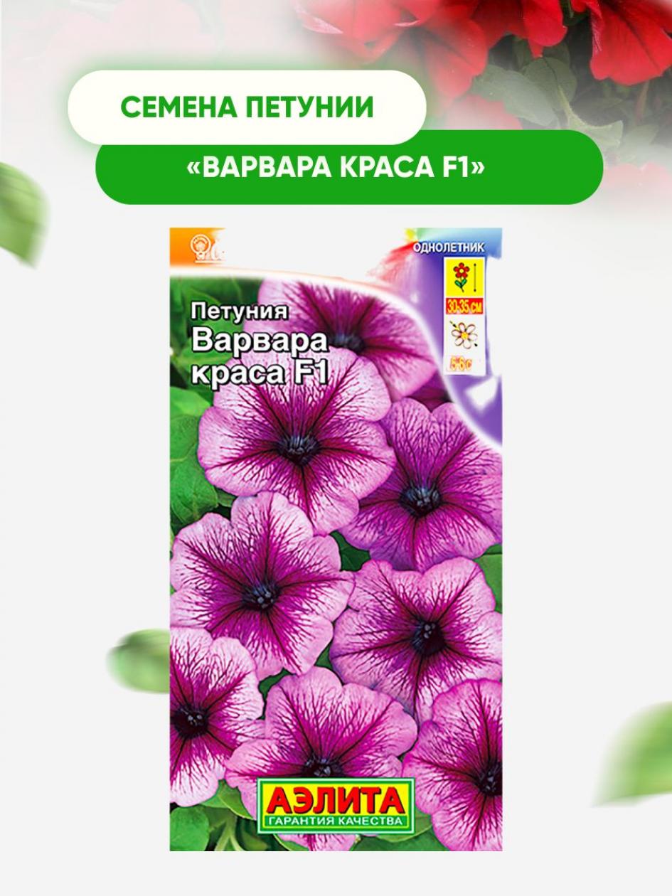 Петуния Варвара Краса 2