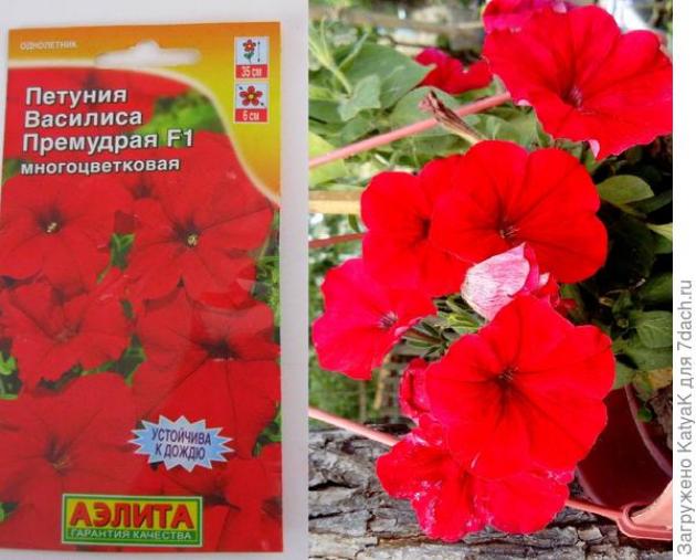 Петуния Василиса Премудрая 2