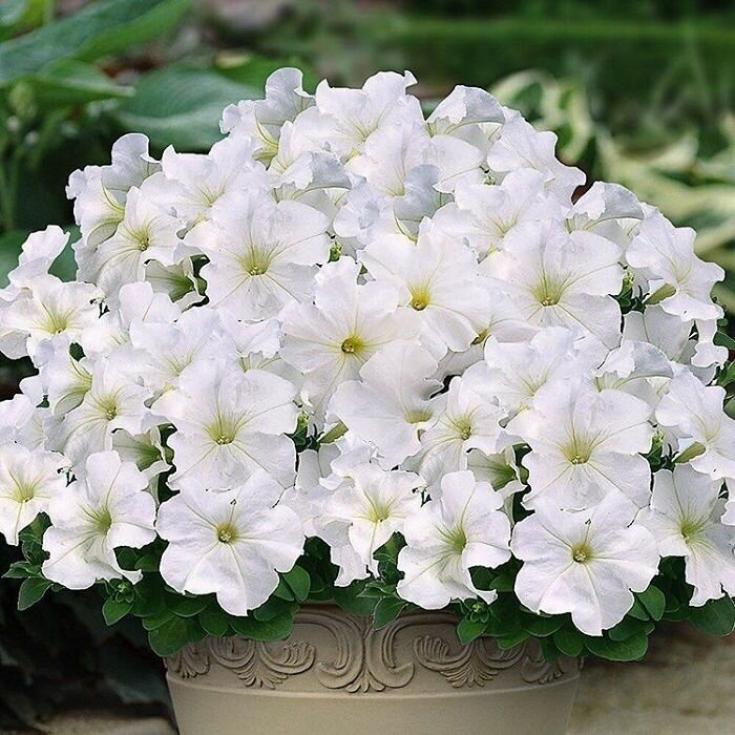 Петуния Водопадия Белая 3