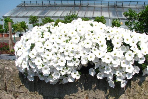 Петуния Водопадия Белая 5