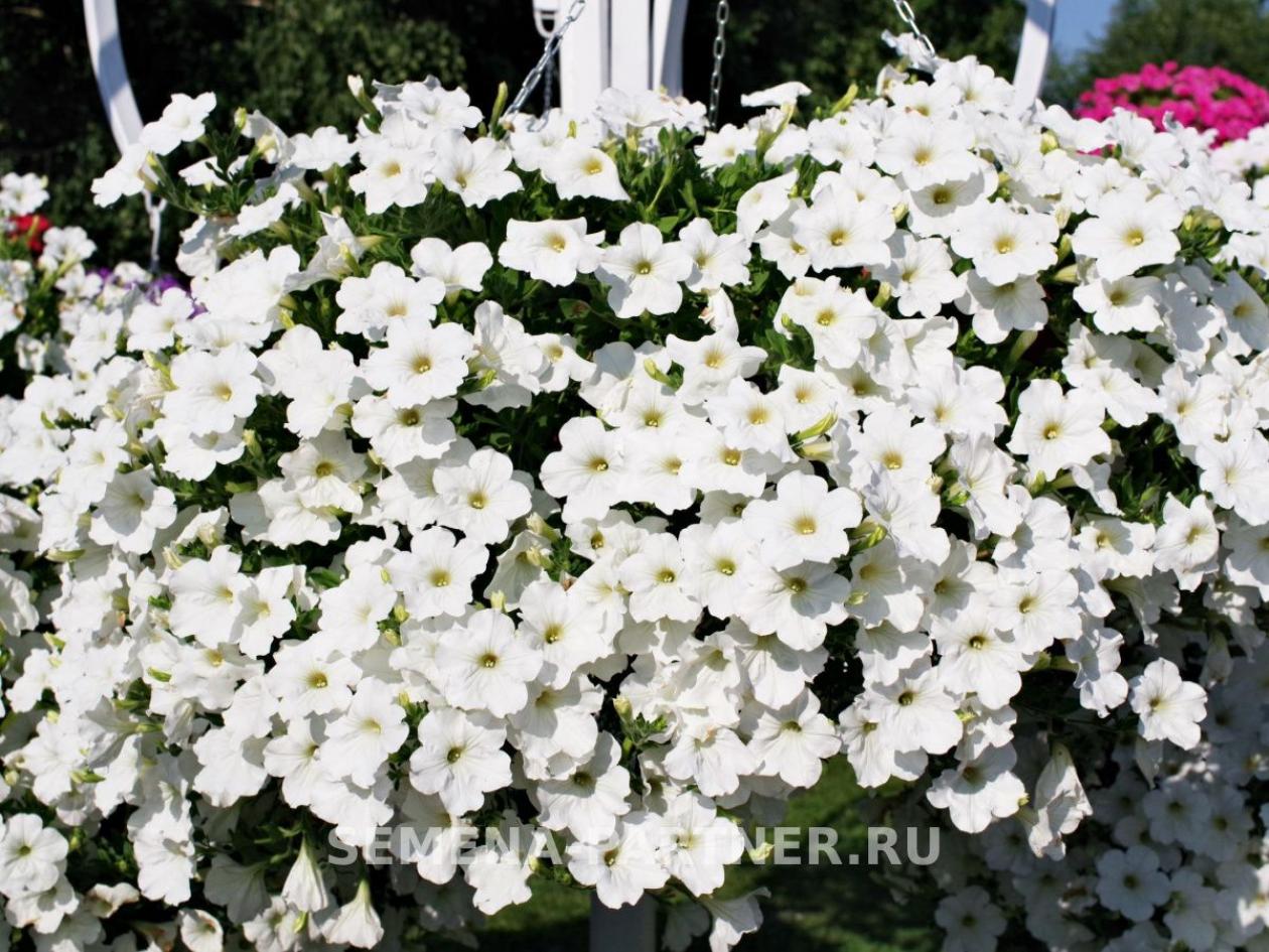 Петуния Зацветет Long Айс Квин 2