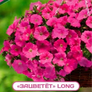 Петуния Зацветёт Long Пинк Лав