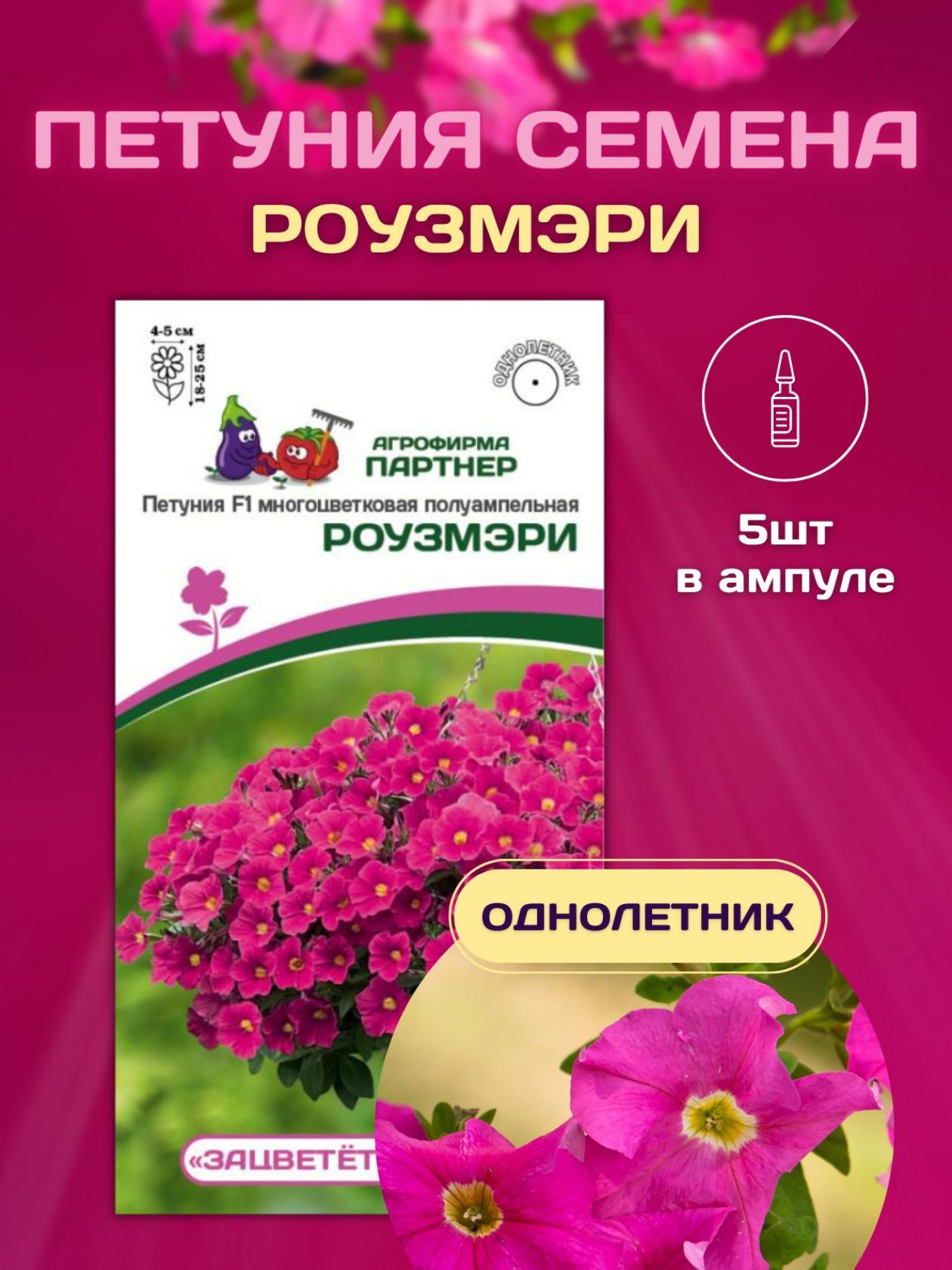 Петуния Зацветет Middle Роузмэри 2