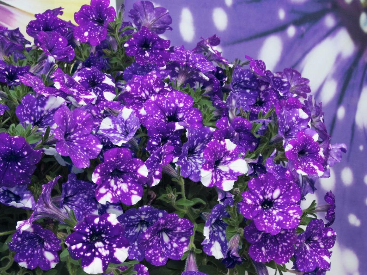 Петуния Звездное небо 3