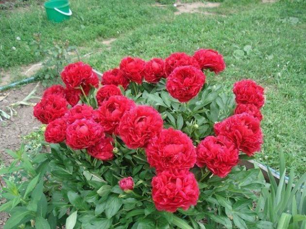 Пионы Адольф Руссо