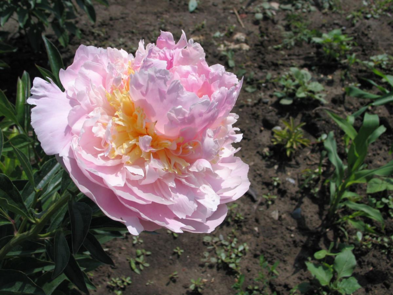 Пионы Адонис 5
